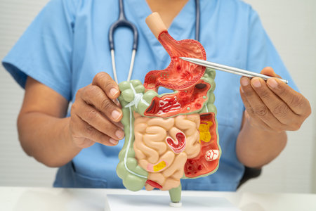 Digestive system with stomach and intestine, Asian doctor holding human anatomy model.の写真素材