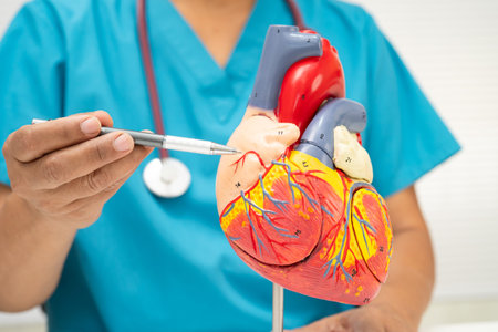 Cardiovascular disease CVD, Asian doctor holding human anatomy model for learn and treat heart disease.の写真素材