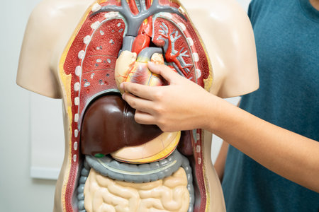 Student teenage learning anatomy biology with human body model in classroom at high school.