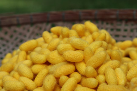 The silk in the cocoon. The yellow silk in the cocoon of Silk fabric on the container can be...