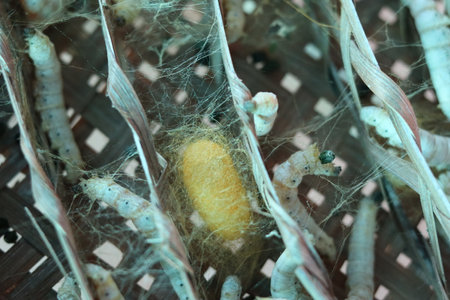 Silkworm in a yellow cocoon. The Life Cycle of Silkworm concept.の写真素材