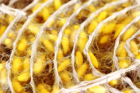 Gold yellow silkworm cocoon balls on brown container.の写真素材