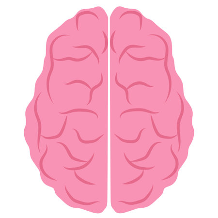 Vector illustration of human brain on a white background. anatomy, human organ, neurobiology.のイラスト素材