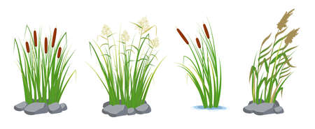 Set of cane and reeds in the green grass. Swamp and river plants. Vector flat illustration.のイラスト素材