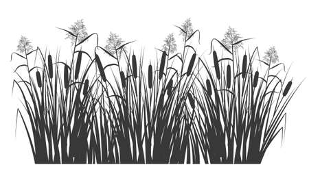 Silhouette of reed and cane in green grass. Swamp and river plants. Vector flat illustrationの素材 [FY310173443358]