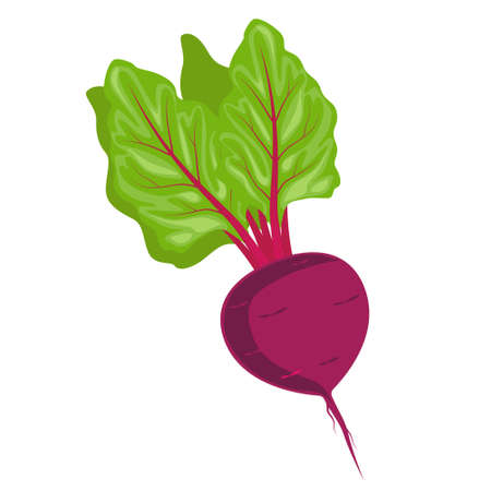 Vegetables beets in bed underground. Harvest and gardening theme. Vector illustration.のイラスト素材