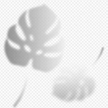 Monstera leaves shadow overlay on transparent background. Tropical plants reflection on wall. Vector realistic illustration. EPS 10.のイラスト素材