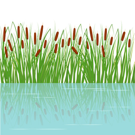 Reeds in the green grass. Swamp and river plants with reflection in water. Vector flat illustrationのイラスト素材