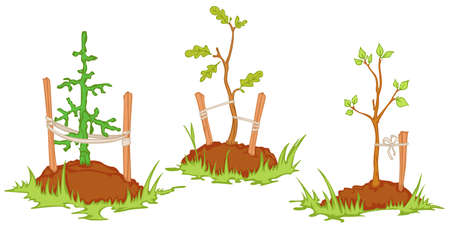 young trees planted in the soil. isolated objectsのイラスト素材
