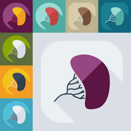 Flat modern design with shadow liver medical iconのイラスト素材