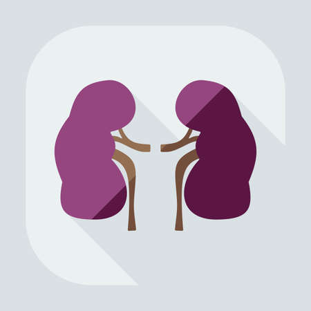 Flat modern design with shadow icons kidneysのイラスト素材