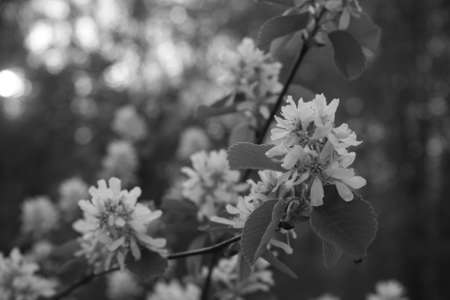 Spring natural flowering trees in warm sunny weather, black and white photography