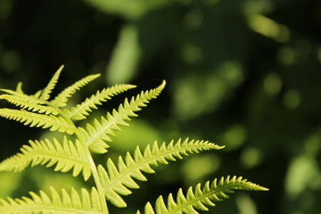 Textured background of green fern leaves