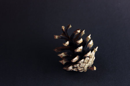 Pine cone on dark black background christmas decorationの写真素材