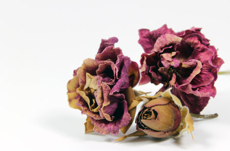 dry rose buds on white backgroundの写真素材