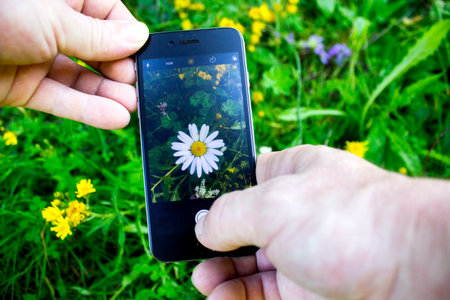 Taking a photo of daisies with a smart phone in natureの写真素材