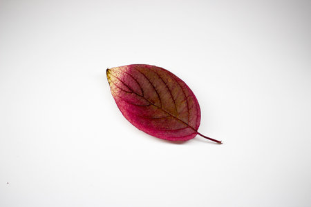 Autumn leaf isolated on white background with copy space for text.の写真素材
