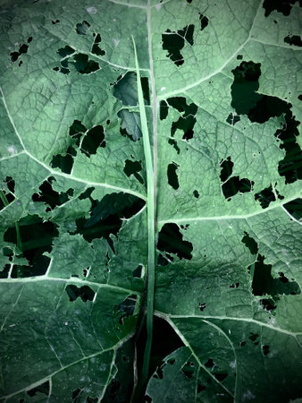Green leaf with holes in the ground. Abstract background and texture. mobile photographyの写真素材