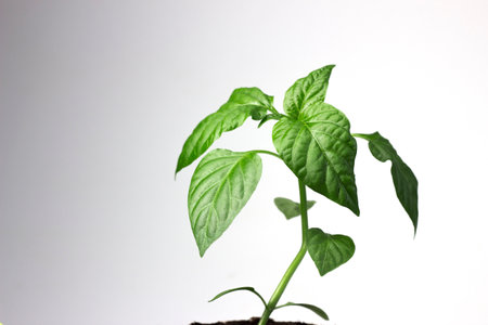 Pepper seedlings in a pot on a white background close upの写真素材