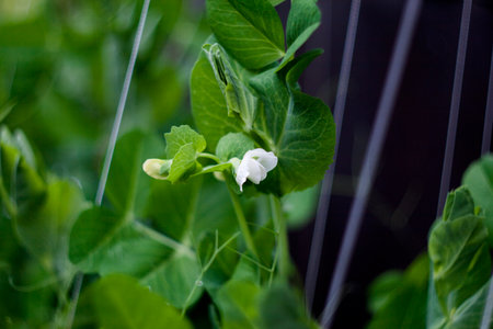 Green pea pods with flowers in the garden. Selective focus.の写真素材