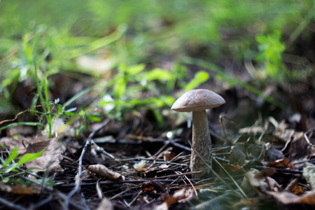 Mushroom in the forest, close-up, selective focusの写真素材