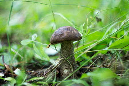Mushroom Boletus Edulis in the forest.の写真素材