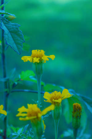 Yellow flowers in the corner with blurred garden background. book cover, wall paper,...