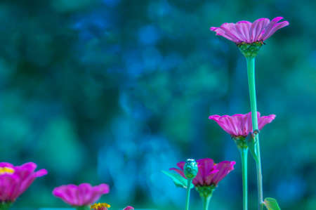 Pink star flowers in the corner with blurred garden background. book cover, wall paper,...
