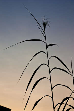 Silhouette view of giant size grass plum under twilight skyの写真素材