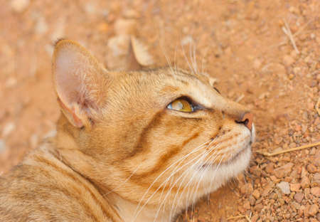 Face of a cat lying on the groundの写真素材