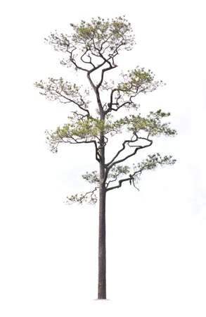 Kesiya pine tree, isolated on white background.の写真素材