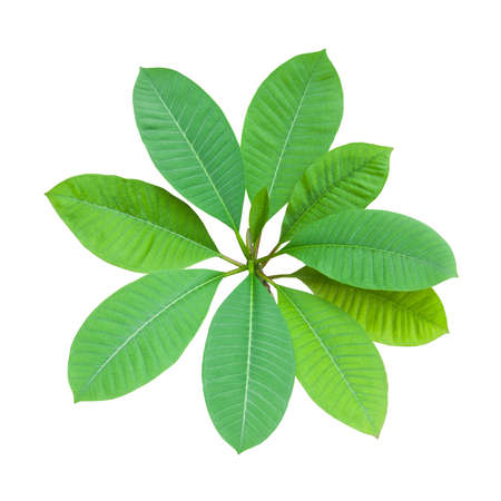 Frangipani leaves, isolated on white backgroundの写真素材