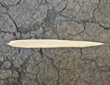 Dry bamboo leaf on the ground of soil texture