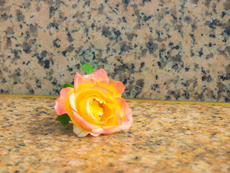 Pink-yellow rose on granite surfaceの写真素材