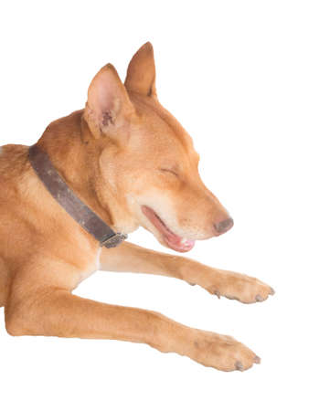 Portrait of smiling Thai dog, isolated on white backgroundの写真素材