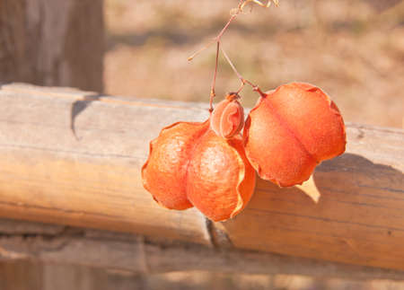 Dried Balloon vine on bamboo fence, one type of herb in Thailandの写真素材