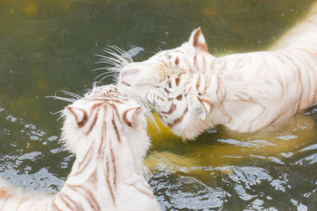 Two white tigers take care each other in their poolの写真素材