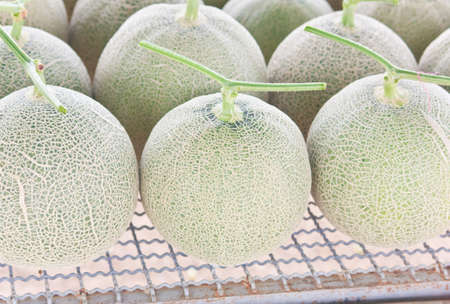Collocate of harvested Japanese musk melons ready for packingの写真素材