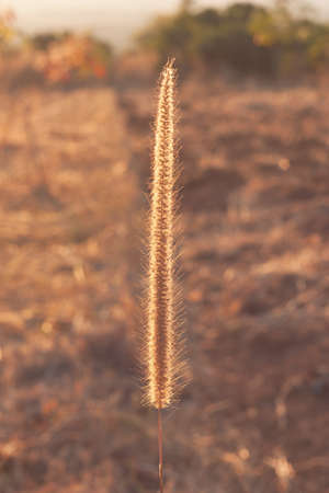Grass plume with rim light