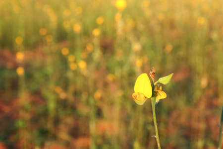 Sunn hemp flower on blur field backgroundの写真素材