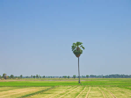 Toddy palm in the agricultural fieldsの写真素材