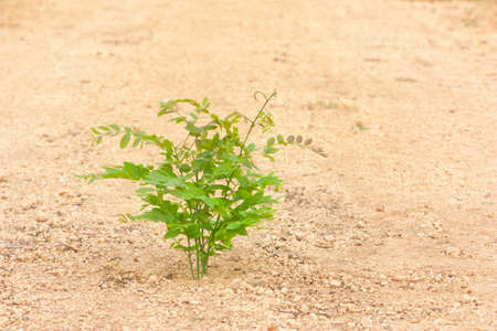 Young hog-plum tree growth on gravel laterite groundの写真素材