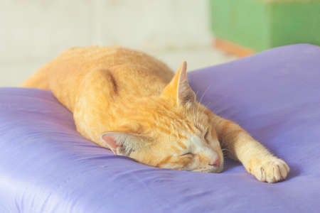 Portrait of funny sleeping cat faceの写真素材
