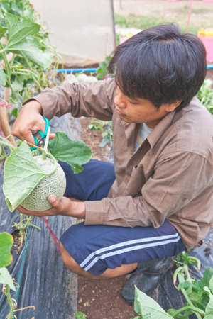 LOPBURI, THAILAND - APRIL 7, 2013 : An unnamed orchard owner showing the harvesting method of Japanese melon at his orchard in Lopburi province, Thailand.のeditorial素材