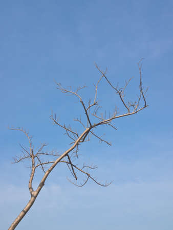 Deciduous tree under blue skyの写真素材