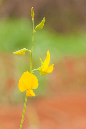 Sunn hemp flower on blur field backgroundの写真素材
