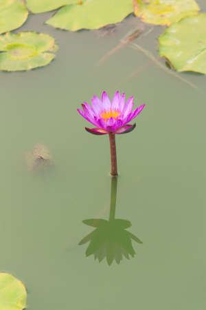 Pink lotus in a pond