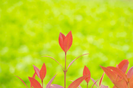 Shoots of Brush Cherry on blur green leaves backgroundの写真素材