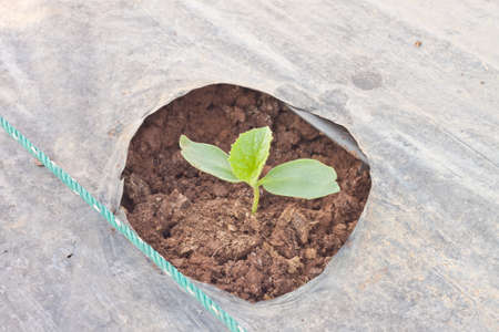 Planted of Japanese melon sapling in plantation potの写真素材