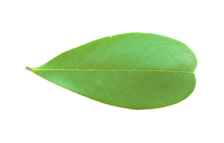 Texture of small Frangipani leaf isolated on white background